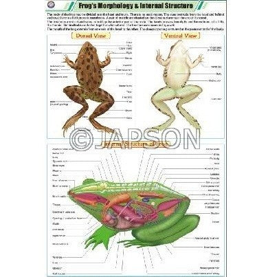 Frog Charts, Zoology, School Education Frog Charts, Zoology, School Education